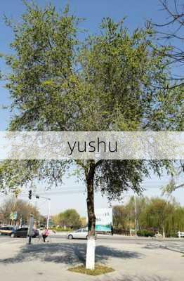 yushu