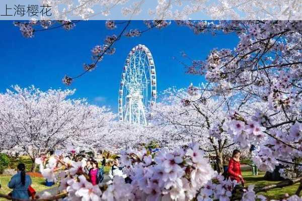 上海樱花