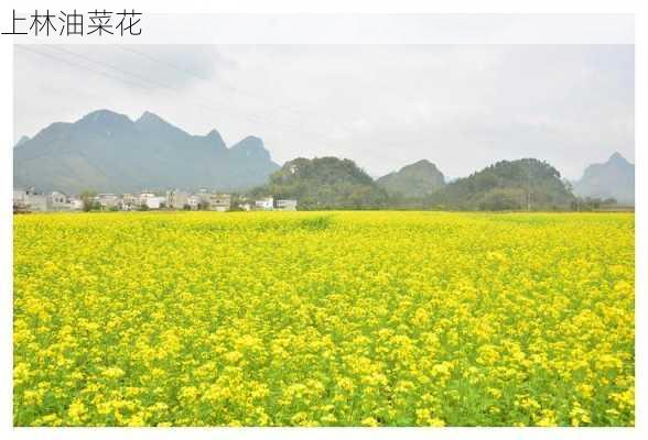 上林油菜花