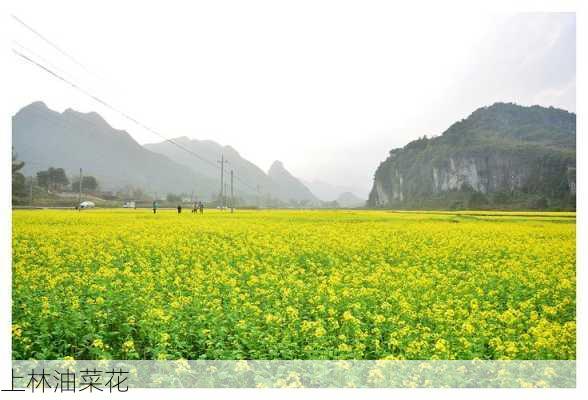 上林油菜花