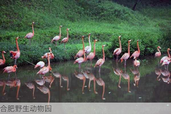 合肥野生动物园