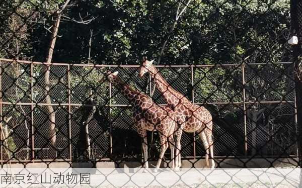 南京红山动物园