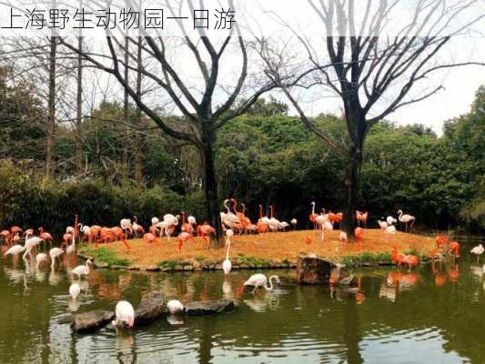 上海野生动物园一日游