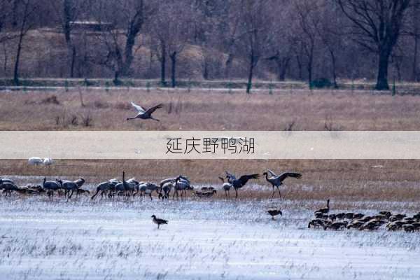 延庆野鸭湖