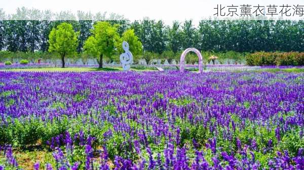 北京薰衣草花海