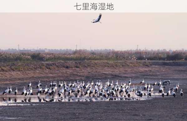 七里海湿地