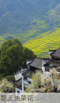 婺源油菜花