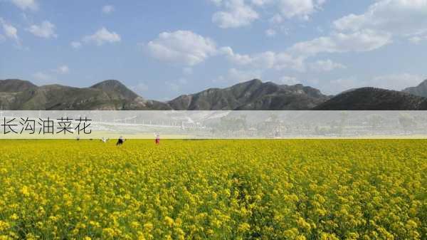 长沟油菜花