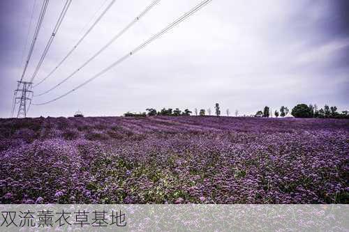 双流薰衣草基地