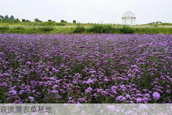 双流薰衣草基地