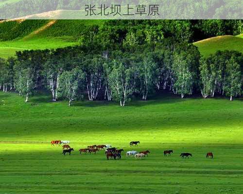 张北坝上草原