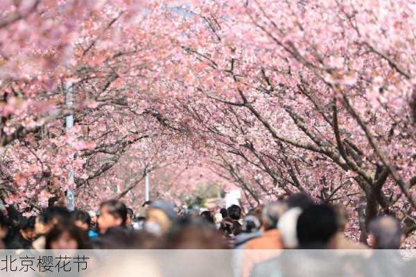 北京樱花节