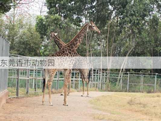 东莞香市动物园