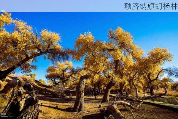 额济纳旗胡杨林