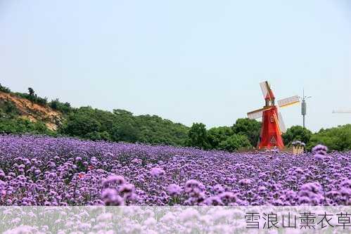 雪浪山薰衣草