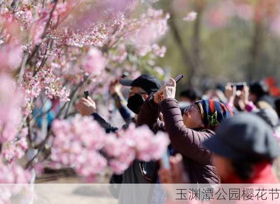 玉渊潭公园樱花节