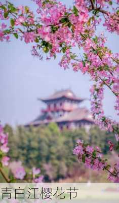 青白江樱花节