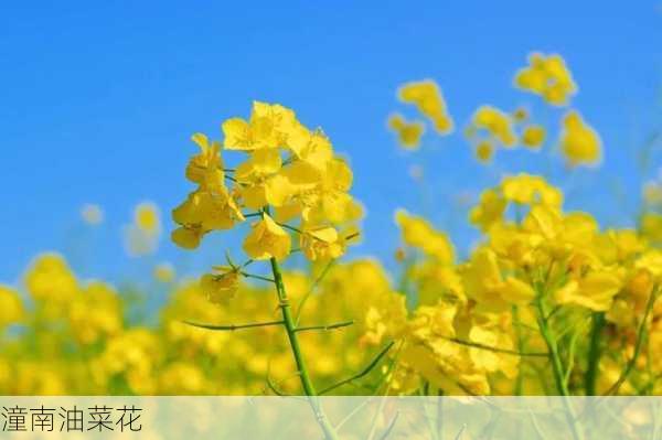 潼南油菜花