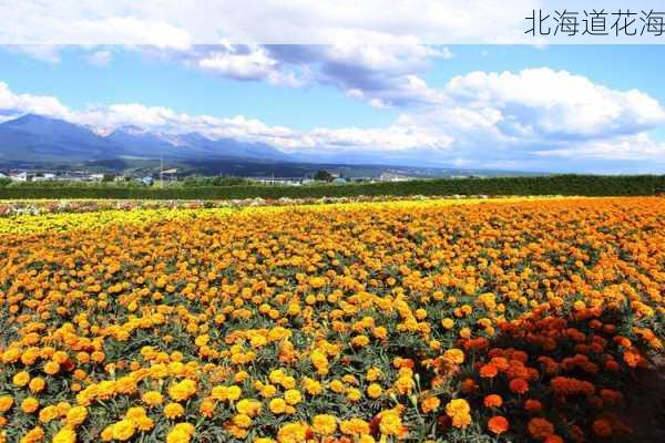 北海道花海