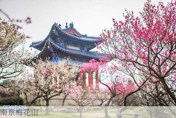 南京梅花山