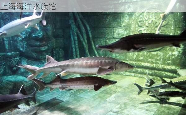 上海海洋水族馆