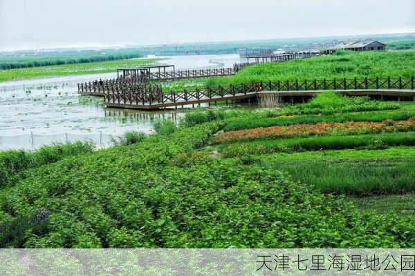 天津七里海湿地公园