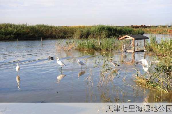 天津七里海湿地公园