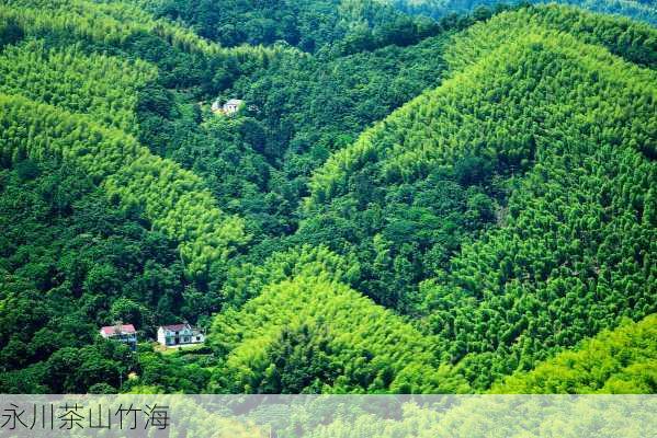 永川茶山竹海