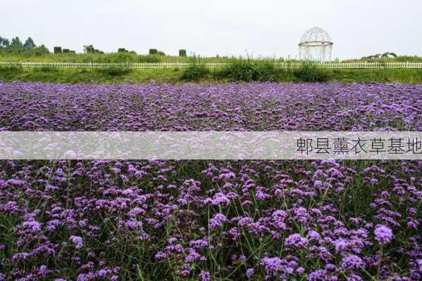 郫县薰衣草基地