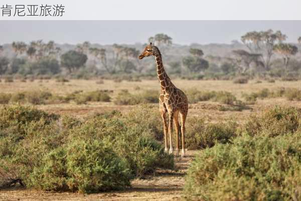 肯尼亚旅游