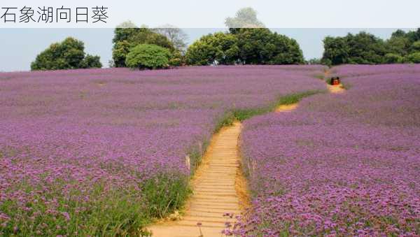 石象湖向日葵