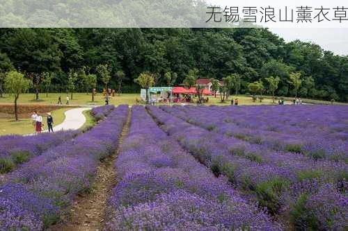 无锡雪浪山薰衣草