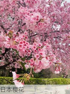 日本樱花