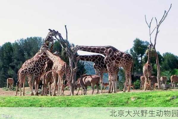 北京大兴野生动物园