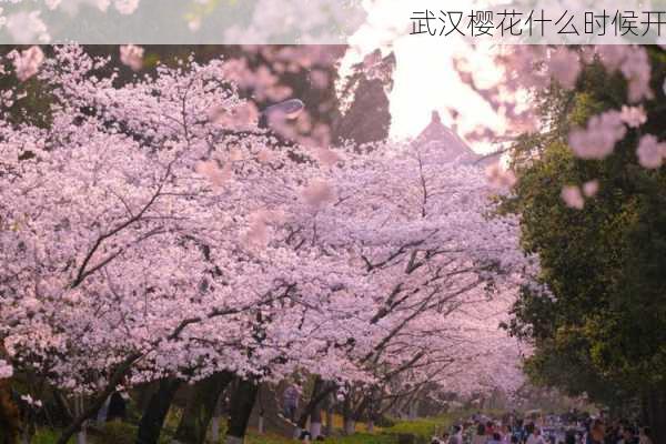 武汉樱花什么时候开