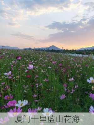 厦门十里蓝山花海