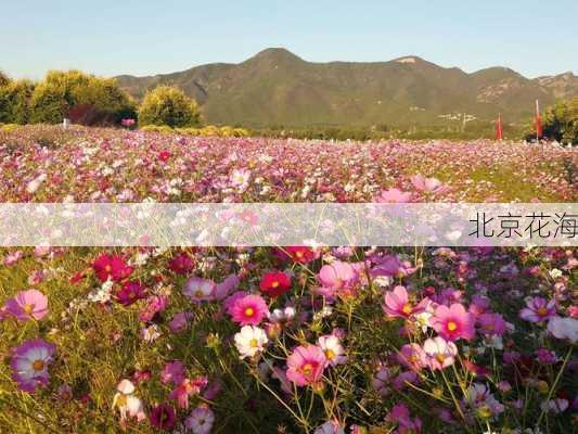 北京花海