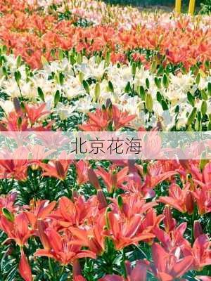 北京花海