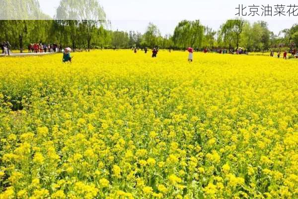 北京油菜花