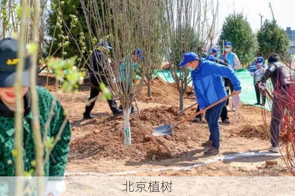 北京植树