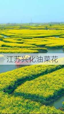 江苏兴化油菜花