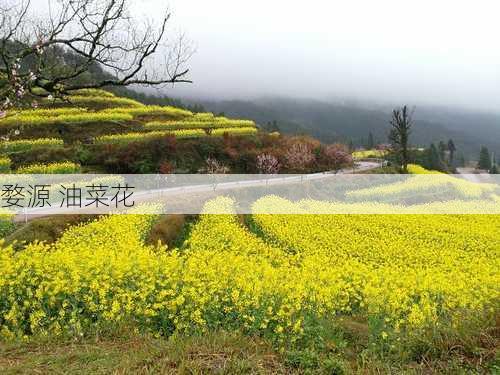 婺源 油菜花