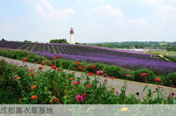 成都薰衣草基地