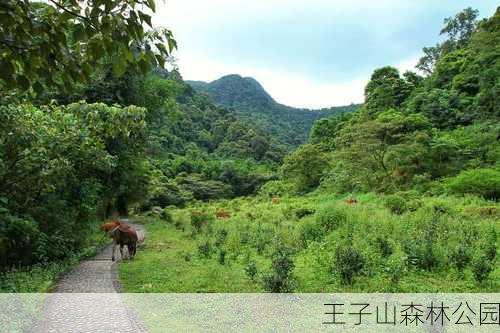 王子山森林公园