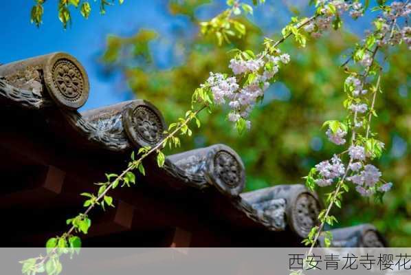 西安青龙寺樱花