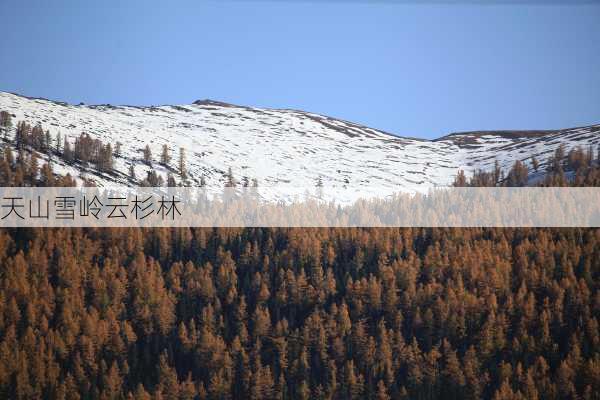 天山雪岭云杉林