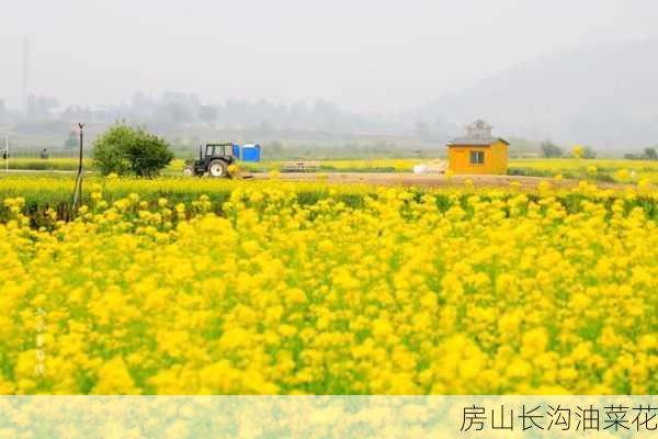 房山长沟油菜花